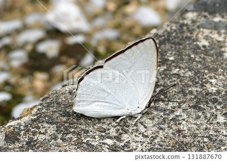 Lycaenidae - Uraginshijimi Lycaenidae - Uraginshijimi 131887670