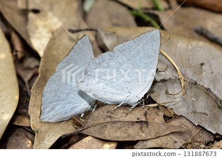 Lycaenidae - Uraginshijimi 131887673