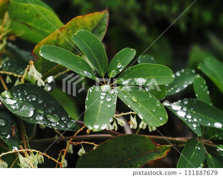 Akebia leaves after the rain (a tree at the edge of the railroad tracks covered with water droplets) 131887679