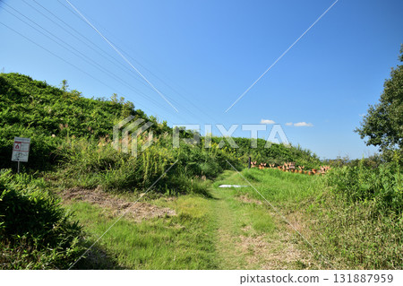 Dainishiyama Mound No. 35 (Kii Fudoki no Oka) [Wakayama City, Wakayama Prefecture] 131887959