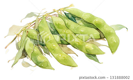 Watercolor illustration of edamame with stem on transparent background (png) 131888002