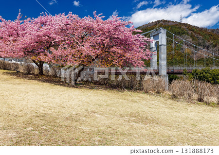 羽田野/戶川公園的川野櫻花樹和防風吊橋 羽田野/戶川公園的川野櫻花樹和防風吊橋 131888173