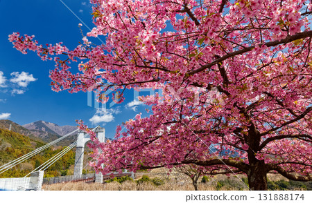 羽田野/戶川公園的川野櫻花樹和防風吊橋 131888174
