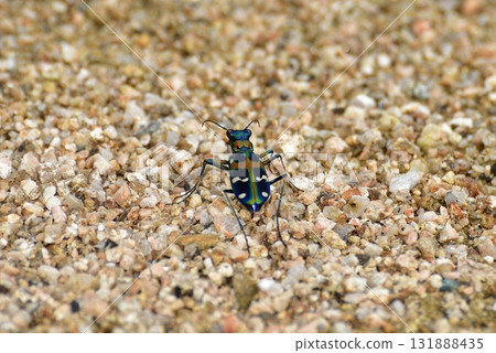 Nami Hanumo 131888435