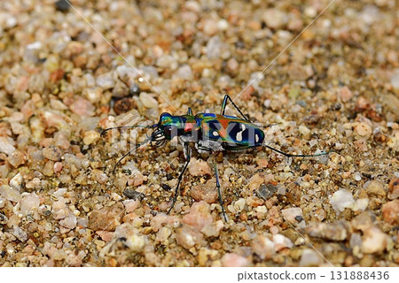 Nami Hanumo 131888436