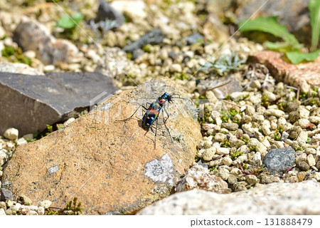 Nami Hanumo 131888479