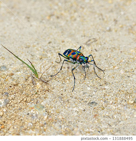 Nami Hanumo 131888495