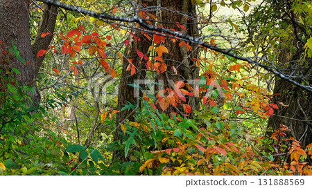 Goshikinuma autumn leaves 131888569