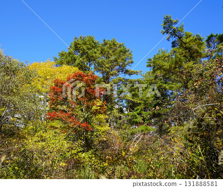 Goshikinuma autumn leaves Goshikinuma autumn leaves 131888581