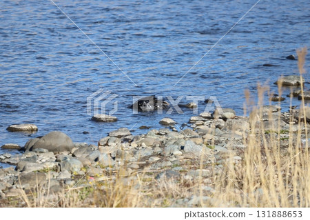 烏鴉沐浴 烏鴉沐浴 131888653