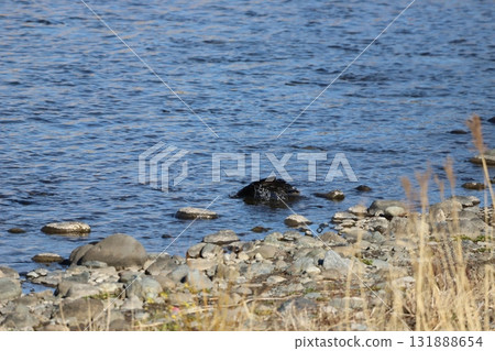 Crow bathing 131888654