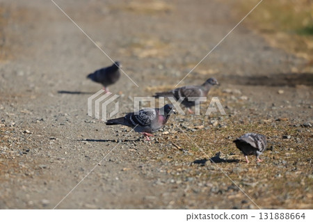A pigeon walking while searching for food 131888664