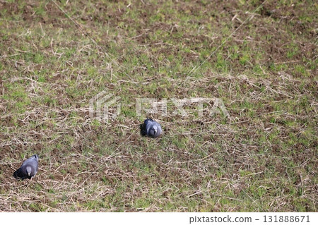 Pigeons feeding in the rice fields Pigeons feeding in the rice fields 131888671
