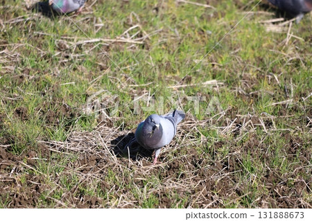 Pigeons feeding in the rice fields 131888673