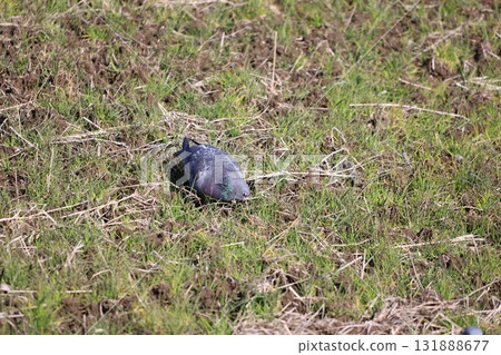 Pigeons feeding in the rice fields 131888677