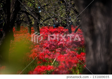 Scenery of clusters of autumn red spider lilies Scenery of clusters of autumn red spider lilies 131889035