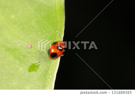 Living creatures, insects, four-horned flea beetles, 3-4 mm long. On an alocasia leaf in autumn on Ishigaki Island. 131889165