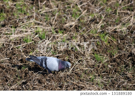 Pigeons feeding in the rice fields 131889180