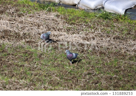 Pigeons feeding in the rice fields 131889253