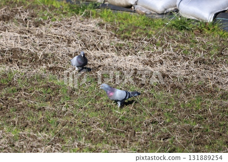 Pigeons feeding in the rice fields 131889254