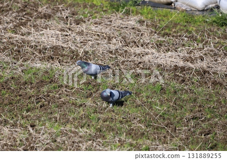 Pigeons feeding in the rice fields Pigeons feeding in the rice fields 131889255