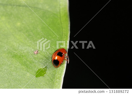Living creatures, insects, four-spotted flea beetles, ladybug-like flea beetles. All parts except the eyes and wing markings are reddish in color. Living creatures, insects, four-spotted flea beetles, ladybug-like flea beetles. All parts except the eyes and wing markings are reddish in color. 131889272