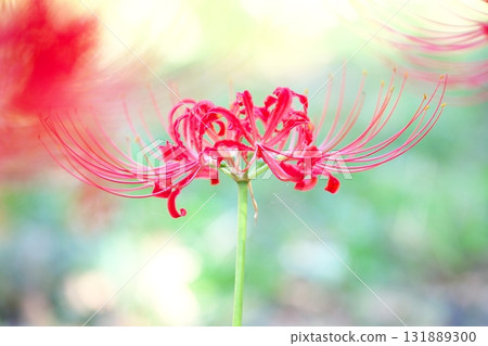 Autumn flower, spider lily 131889300