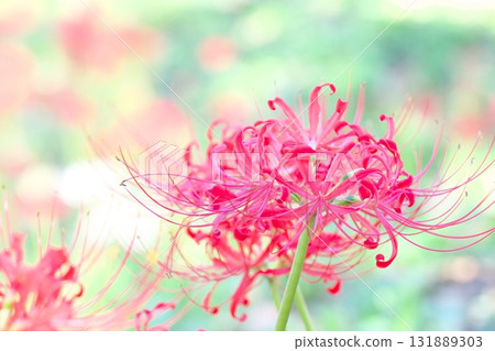 Autumn flower, spider lily Autumn flower, spider lily 131889303