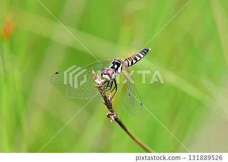 Nannophya矮 Nannophya矮 131889526