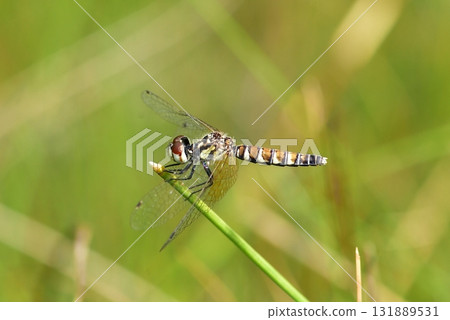 Nannophya矮 131889531