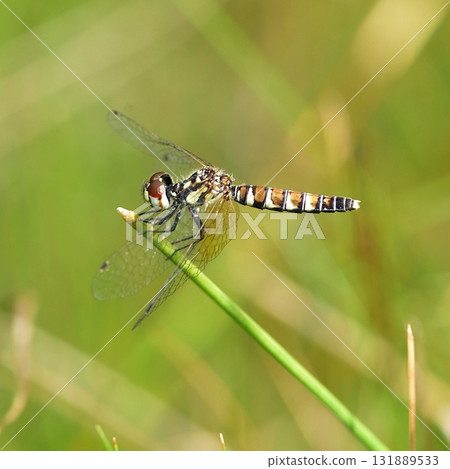 Hachijotombo Hachijotombo 131889533