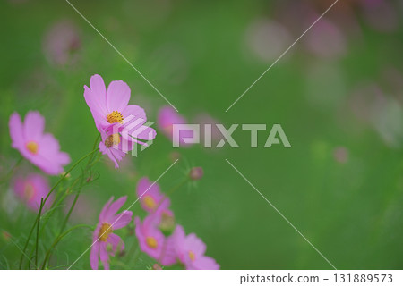 Cosmos fall image Cosmos fall image 131889573