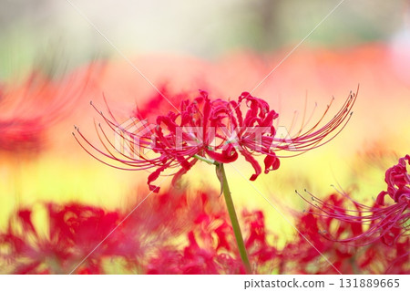 秋花,紅蜘蛛百合特寫 秋花,紅蜘蛛百合特寫 131889665