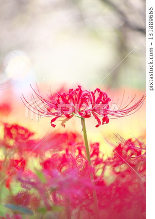 秋花,紅蜘蛛百合特寫 秋花,紅蜘蛛百合特寫 131889666