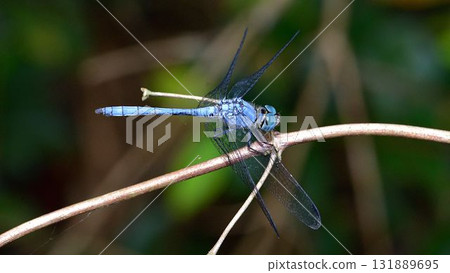 Naniwa dragonfly 131889695
