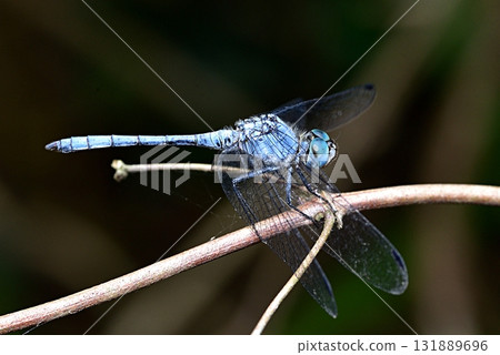 Naniwa dragonfly 131889696