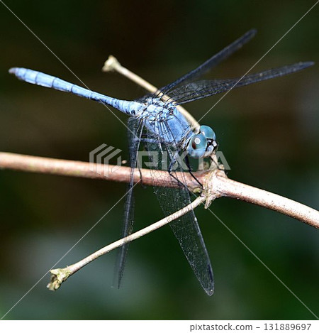 Naniwa dragonfly 131889697