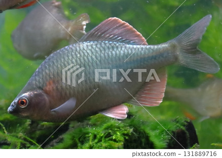 金平（男） 131889716