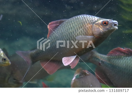 金平（男） 131889717