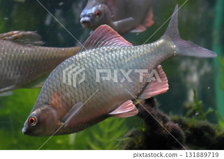 Kanehira (male) 131889719