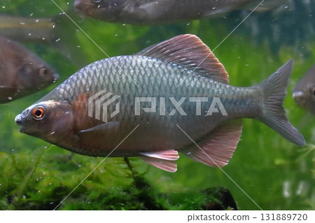 金平（男） 131889720