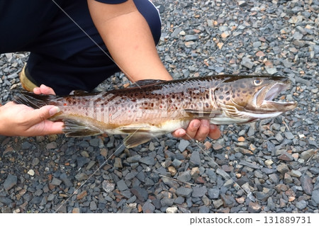 Brown trout I caught Brown trout I caught 131889731