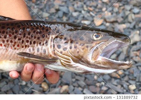 我抓到的鱒魚 131889732