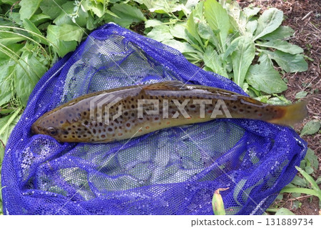 我抓到的鱒魚 131889734