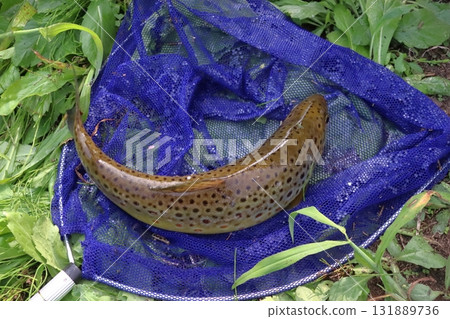 我抓到的鱒魚 131889736