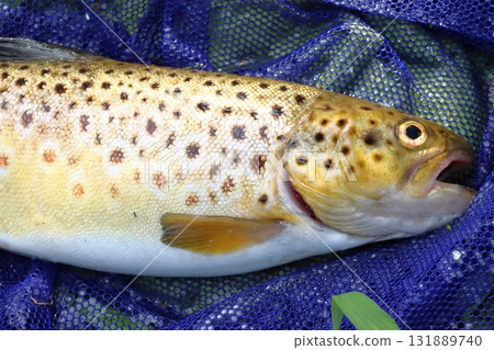 我抓到的鱒魚 131889740