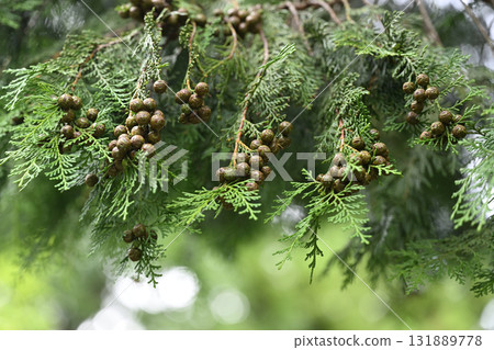 檜木(Chamaecyparis obtusa)果實 檜木(Chamaecyparis obtusa)果實 131889778