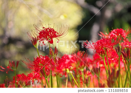 公園裡盛開的紅花 公園裡盛開的紅花 131889858