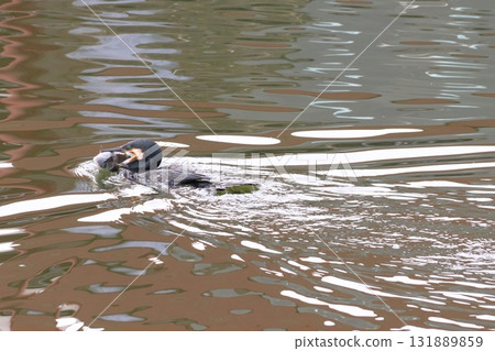 一隻鸕鶿正在捕食鯔魚(東京都葛飾區水元公園) 一隻鸕鶿正在捕食鯔魚(東京都葛飾區水元公園) 131889859