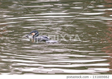 一隻鸕鶿正在捕食鯔魚（東京都葛飾區水元公園） 131889862